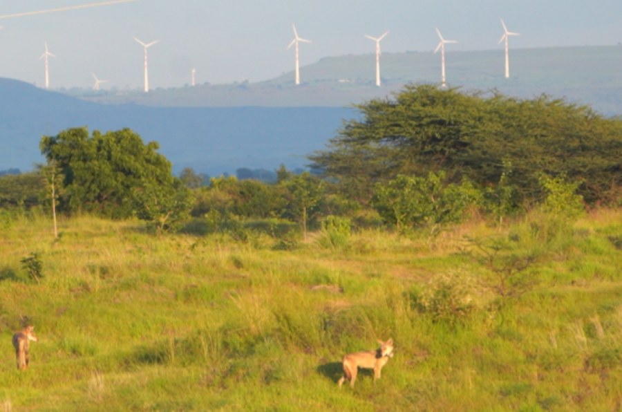 Jodhpur Consultation Outlines Roadmap for Conserving Rajasthan’s Open Natural Ecosystems